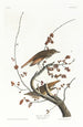 Grive solitaire - John James Audubon — vy av konstverket