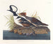 Kanadagås - John James Audubon — vy av konstverket