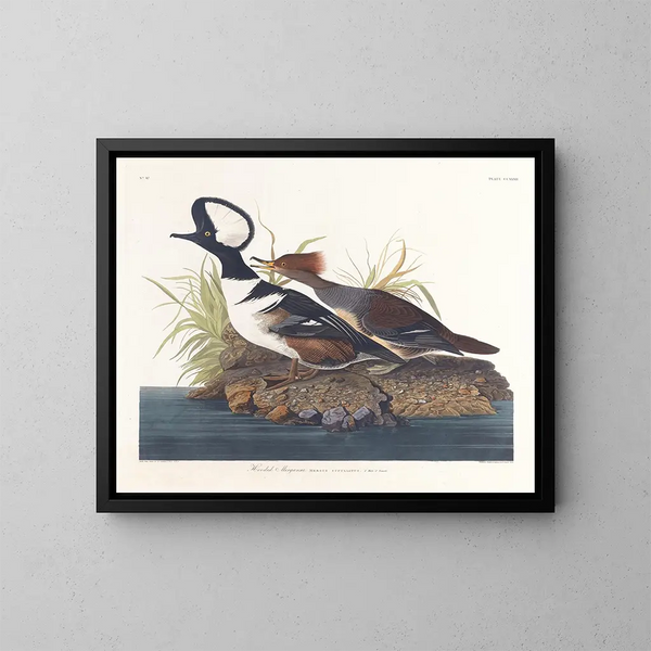 Kanadagås - John James Audubon — inramlat konstverk på väggen