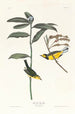 Paruline à capuchon - John James Audubon — vy av konstverket
