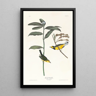 John James Audubon - Hooded warbler.webp
