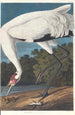 den vita gruvan - John James Audubon — vy av konstverket