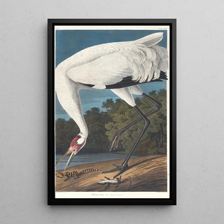 John James Audubon - Hooping crane.webp