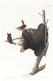 Troglodyte familier - John James Audubon — vy av konstverket