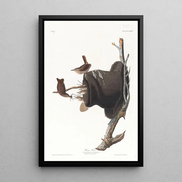 John James Audubon - House wren.webp