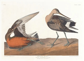 Barge hudsonienne - John James Audubon — vy av konstverket