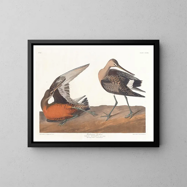 Barge hudsonienne - John James Audubon — inramlat konstverk på väggen