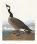 Bernache nonnette de Hutchins - John James Audubon — vy av konstverket