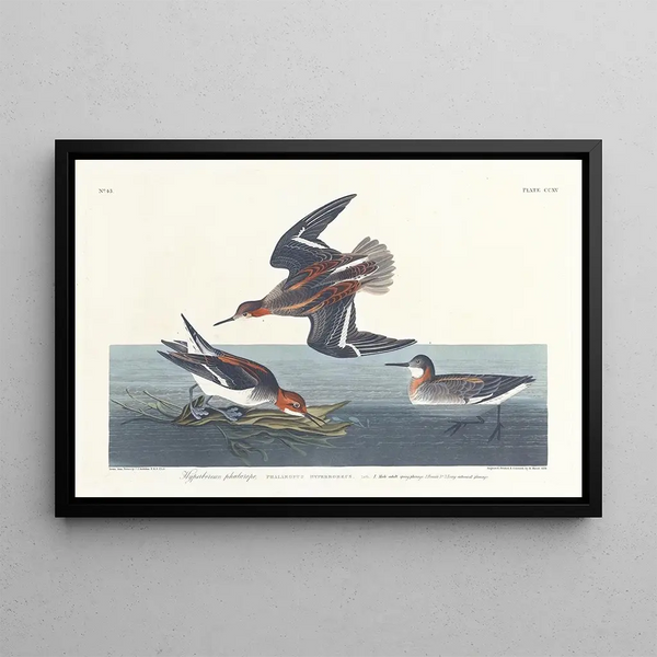 John James Audubon - Hyperborean phalarope.webp