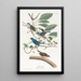 Passerin indigo - John James Audubon — inramlat konstverk på väggen
