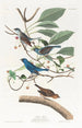 Passerin indigo - John James Audubon — vy av konstverket