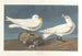 Goéland ivoirin - John James Audubon — vy av konstverket