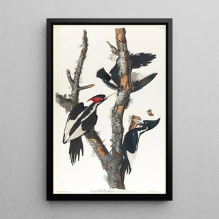 John James Audubon - Ivorybilled woodpecker.webp