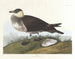 Jägare - John James Audubon — vy av konstverket