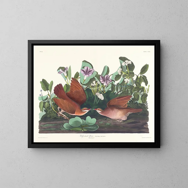Colombe de Key West - John James Audubon — inramlat konstverk på väggen