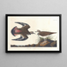Pluvier kildir - John James Audubon — inramlat konstverk på väggen