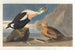 Kanadakung - John James Audubon — vy av konstverket