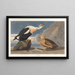 Kanadakung - John James Audubon — inramlat konstverk på väggen