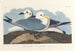 Tridactyl mås - John James Audubon — vy av konstverket