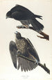 Faucon du Labrador - John James Audubon — vy av konstverket