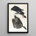 Faucon du Labrador - John James Audubon — inramlat konstverk på väggen