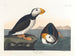 Puffin à gros bec - John James Audubon — vy av konstverket