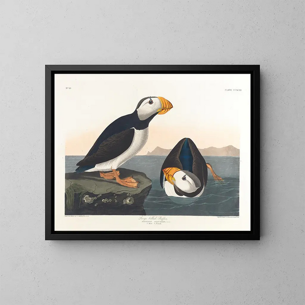 Puffin à gros bec - John James Audubon — inramlat konstverk på väggen