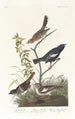 Bruant des prés Bruant des prairies Moineau chanteur brun - John James Audubon — vy av konstverket
