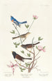 Bruant lazuli Bruant à collier d'argile Moineau des neiges de l'Oregon - John James Audubon — vy av konstverket