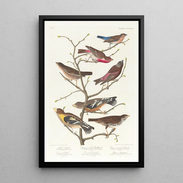 John James Audubon - Lazuli finch Crimsonnecked bull finch Greycrowned linnet Cowpen bird Evening grosbeak Brown longspur.webp
