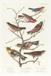 Bruant lazuli Bouvreuil à cou cramoisi Linotte à couronne grise Vacher gros-bec de soirée Plectrophane brun - John James Audubon — vy av konstverket
