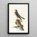 Le petit caporal - John James Audubon — inramlat konstverk på väggen