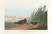 Râle d'eau - John James Audubon — vy av konstverket