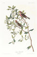 Sizerin flammé - John James Audubon — vy av konstverket