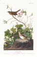 Bruant de Lincoln - John James Audubon — vy av konstverket