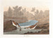 Petit bécasseau - John James Audubon — vy av konstverket