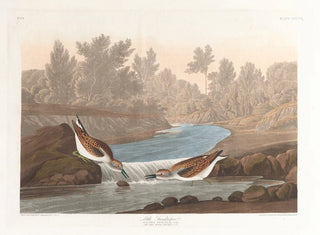 Petit bécasseau - John James Audubon — vy av konstverket