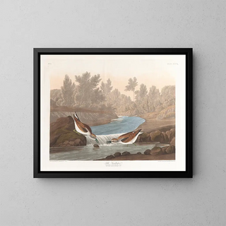 Petit bécasseau - John James Audubon — inramlat konstverk på väggen