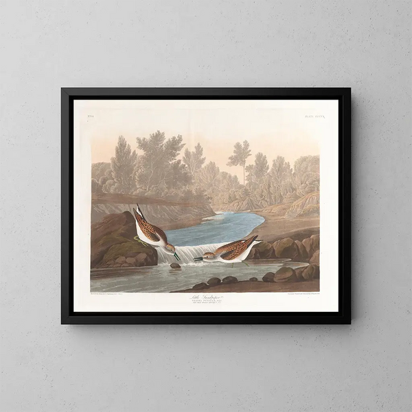 Petit bécasseau - John James Audubon — inramlat konstverk på väggen