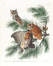 Uggla, jorduggla - John James Audubon — vy av konstverket