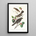 Grive fauve - John James Audubon — inramlat konstverk på väggen