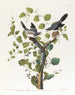 Pie-grièche migratrice - John James Audubon — vy av konstverket