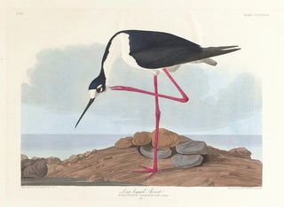 John James Audubon - Longlegged avocet.webp