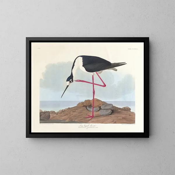 Avocette à longues pattes - John James Audubon — inramlat konstverk på väggen