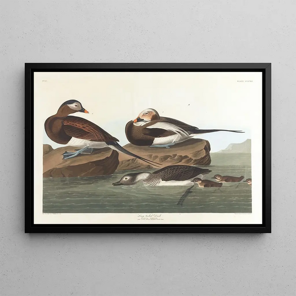 Kanadagås med lång stjärt - John James Audubon — inramlat konstverk på väggen