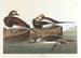 Kanadagås med lång stjärt - John James Audubon — vy av konstverket