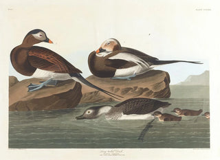 John James Audubon - Longtailed duck.webp