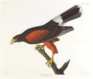 Faucon de Louisiane - John James Audubon — vy av konstverket
