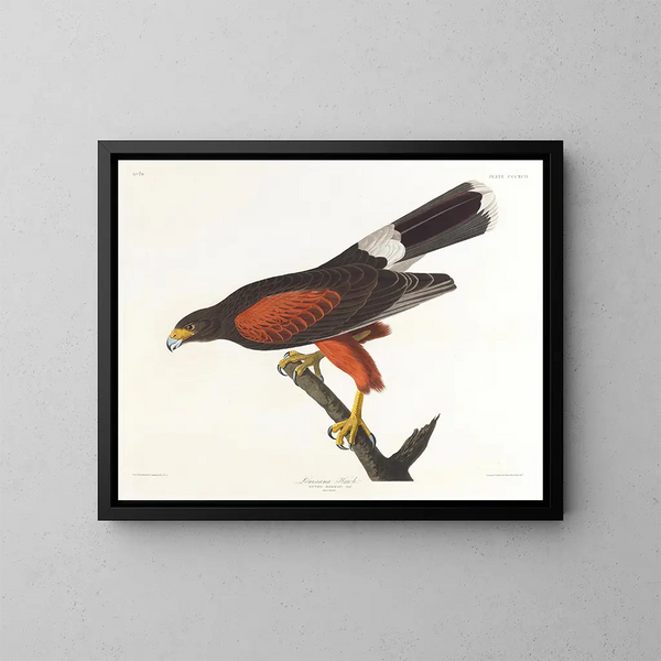 Faucon de Louisiane - John James Audubon — inramlat konstverk på väggen