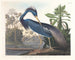 Héron de Louisiane - John James Audubon — vy av konstverket